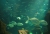 aquario3.jpg