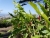 k-P1000041.JPG