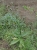 Sparrige Distel.jpg