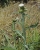 Sparrige Distel 2.jpg