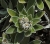 Lourenco-Strohblume 2.jpg