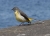 Vogel3.jpg