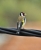 Vogel2.jpg
