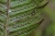 Woodwardia radicans 2.jpg