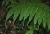 Pteris incompleta 2.jpg