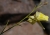 Kickxia scoparia Besen-Tännelkraut 130415-klein.jpg
