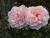 k-DSCN2573.JPG