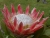 k-DSCN5077.JPG