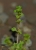 Winzling 6.jpg