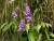 k-DSCN6530.JPG