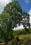 Baum.jpg