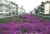 Bach mit Blumen.jpg