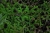 Selaginella denticulata.jpg