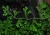 Selaginella kraussiana 2.jpg