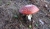 Pilz.JPG