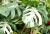 Monstera_Variegata_1.jpg