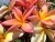 plumeria-tricolor-1133228_960_720.jpg