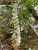 Goodyera macrophylla.jpeg