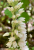 Goodyera macrophylla (1).jpeg