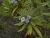 Weidenblttrige Kugelblume2.jpg