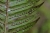 Woodwardia radicans 2.jpg